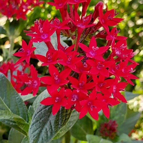 Pentas lanceolata Blomma