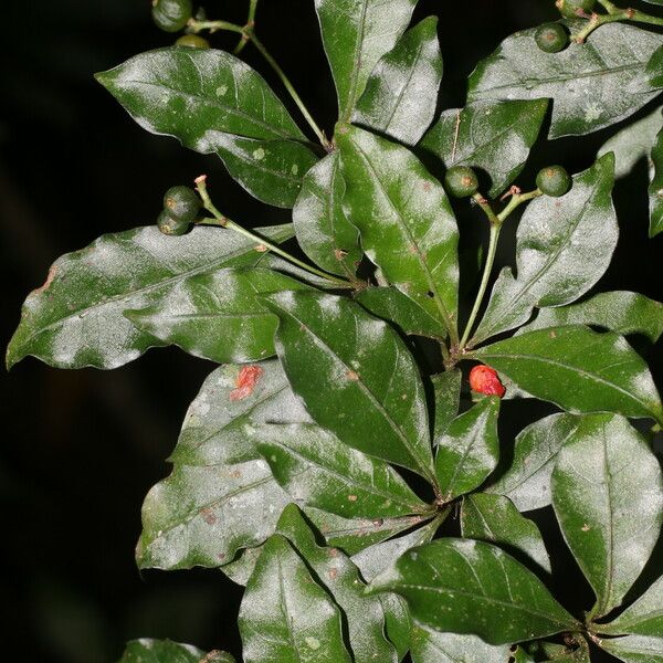 Psychotria biaristata Fruit