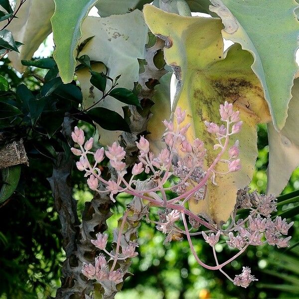 Kalanchoe beharensis 花