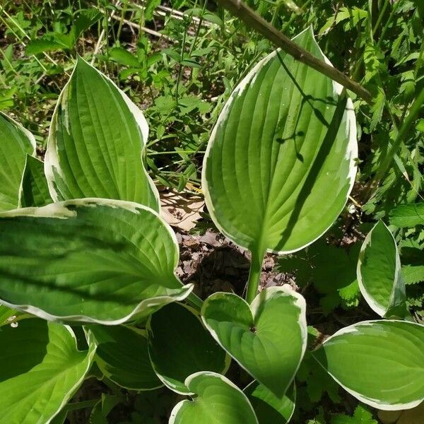 Hosta plantaginea Blatt