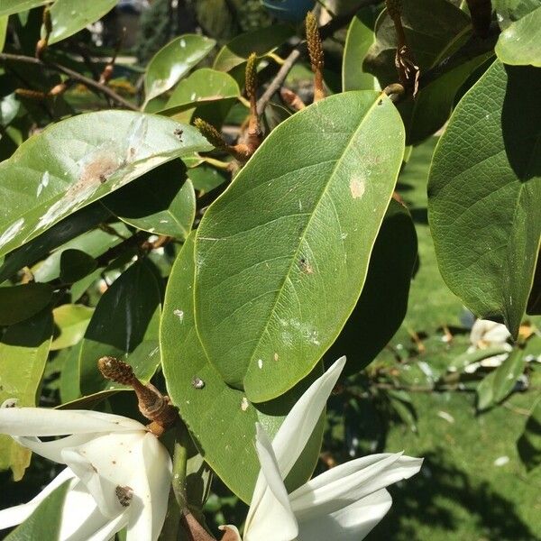 Magnolia doltsopa Deilen