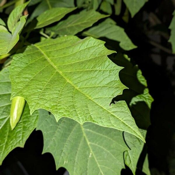 Brugmansia versicolor Hoja