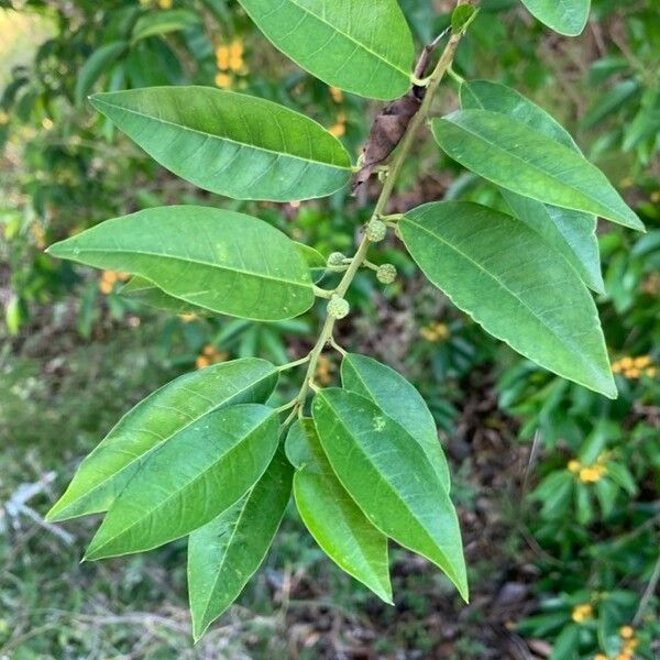 Maclura cochinchinensis Hostoa