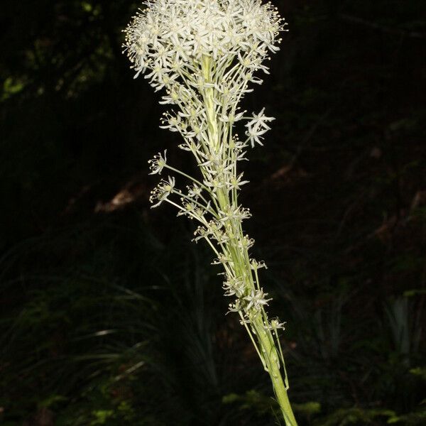 Xerophyllum tenax Λουλούδι