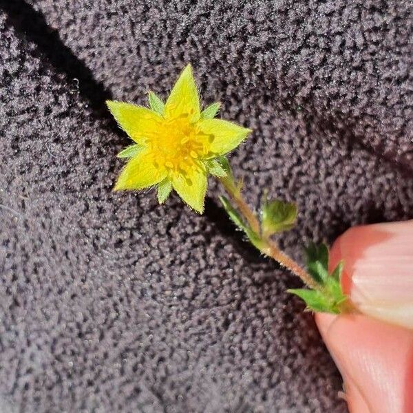 Potentilla supina Λουλούδι