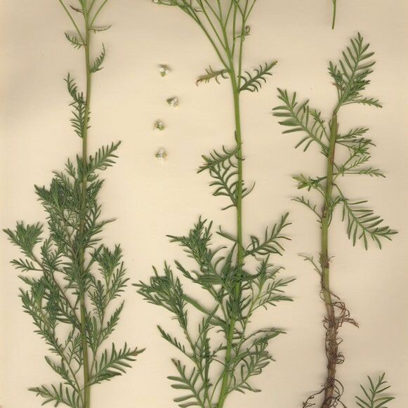 Achillea chamaemelifolia Habitus