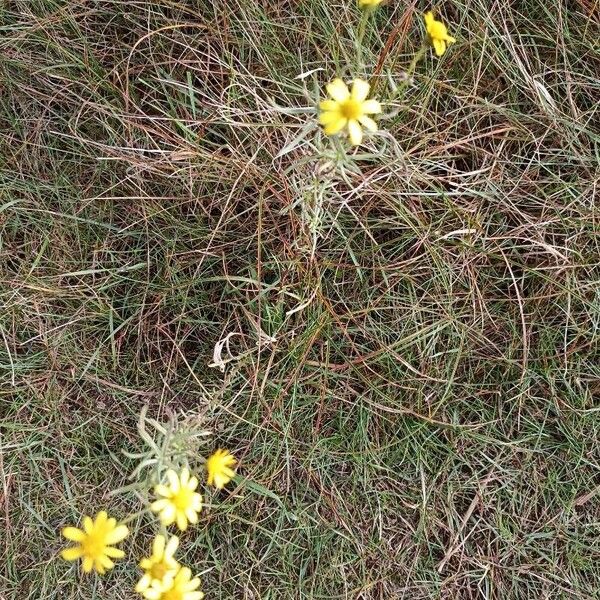 Senecio inaequidens Λουλούδι