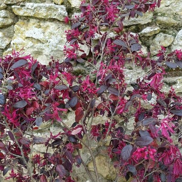 Loropetalum chinense Flower