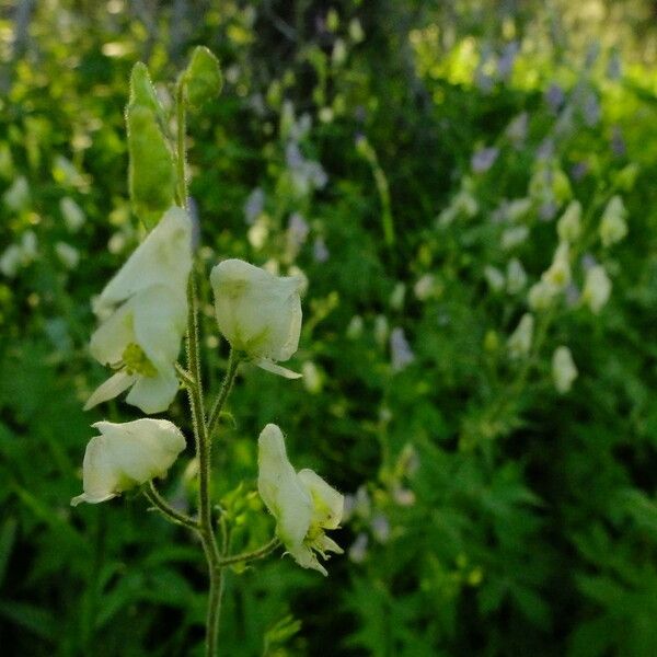 Aconitum columbianum Flower