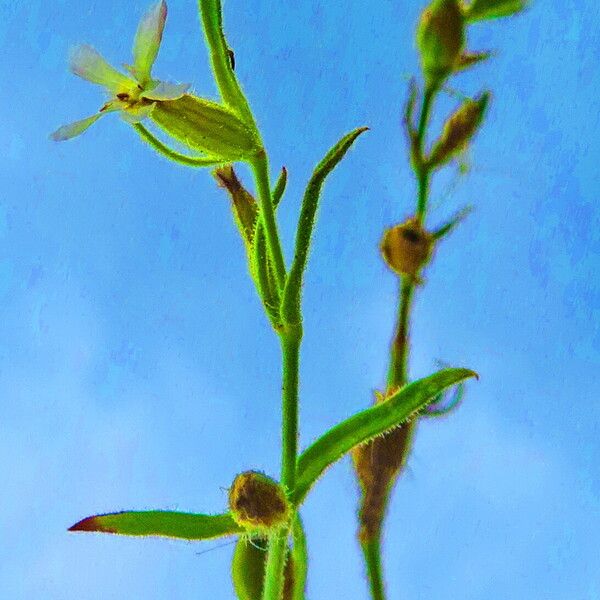 Silene gallica Blomst