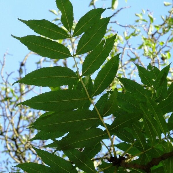 Fraxinus excelsior Leaf