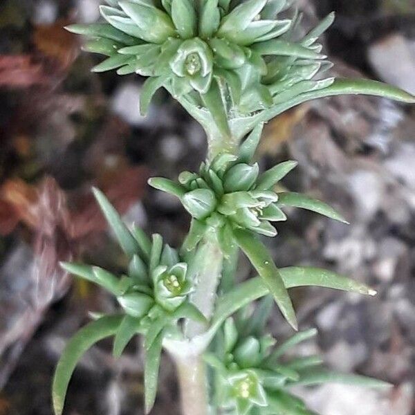 Scleranthus annuus Blüte