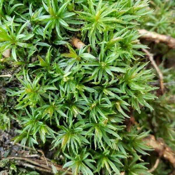 Sagina procumbens Hostoa