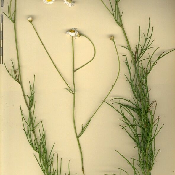 Argyranthemum filifolium Іншае