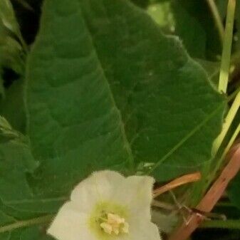 Alkekengi officinarum Flower