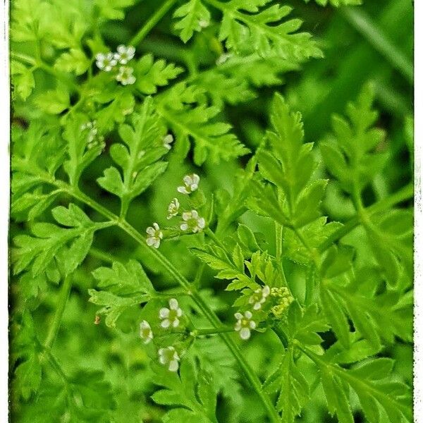 Anthriscus caucalis Flor