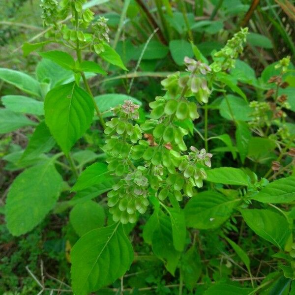 Ocimum campechianum Çiçek