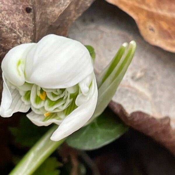 Galanthus nivalis Kvet