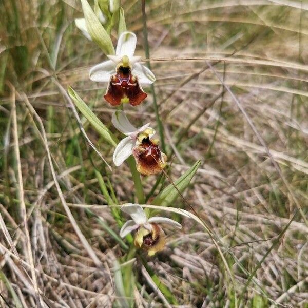 Ophrys holosericea Flower