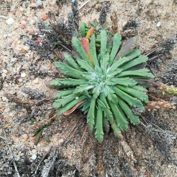 Plantago coronopus Deilen