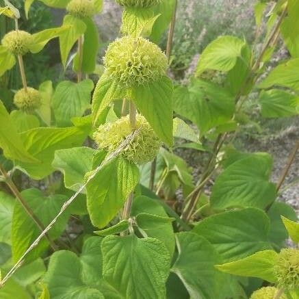 Phlomis fruticosa Květ