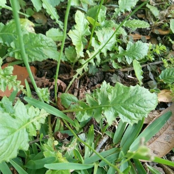 Youngia japonica Blatt