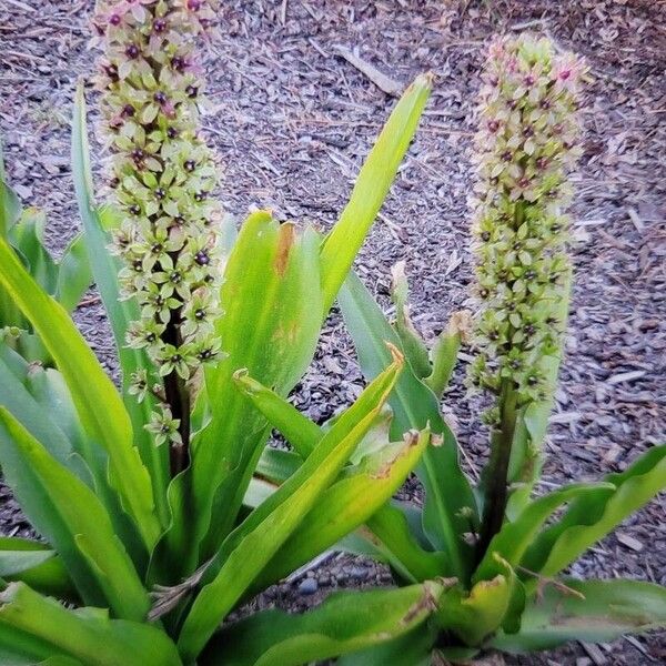 Eucomis autumnalis 花