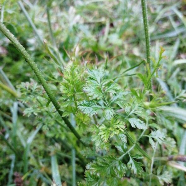 Daucus carota Blad