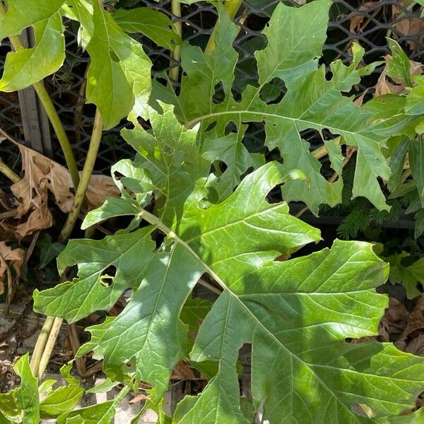 Acanthus spinosus 葉