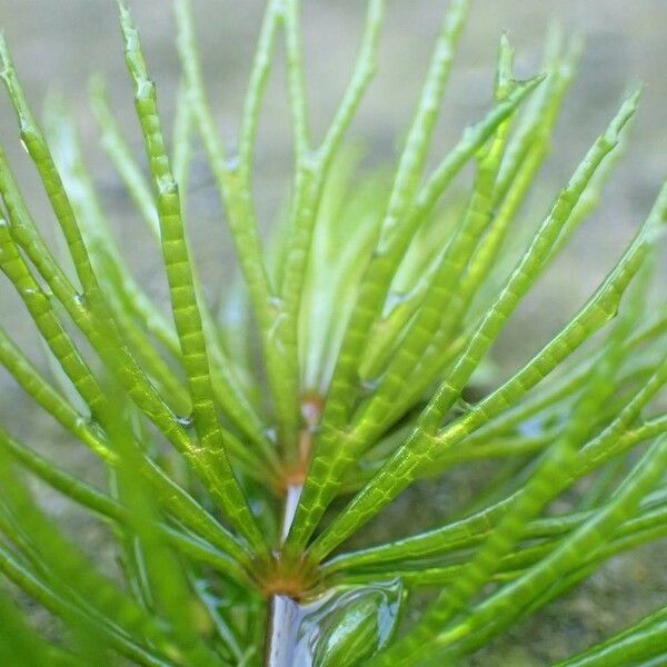 Ceratophyllum demersum Leaf