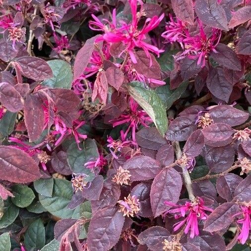 Loropetalum chinense Цвят