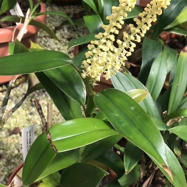 Liparis condylobulbon Flower