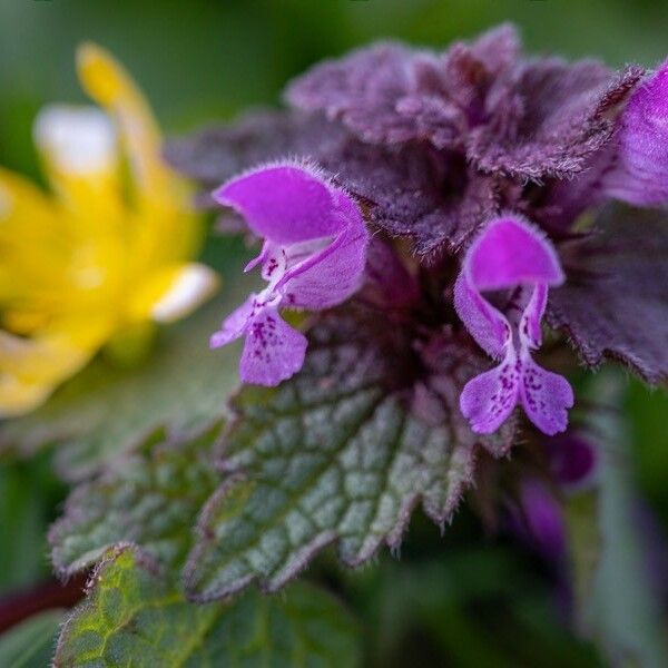 Lamium purpureum Virág