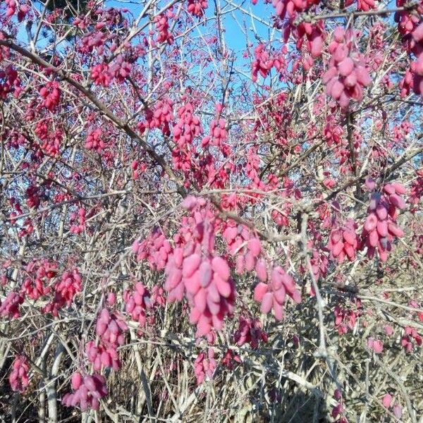 Berberis vulgaris Hedelmä