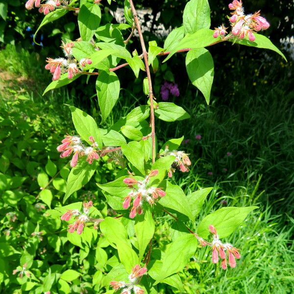 Kolkwitzia amabilis Flower