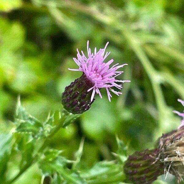 Cirsium arvense Λουλούδι