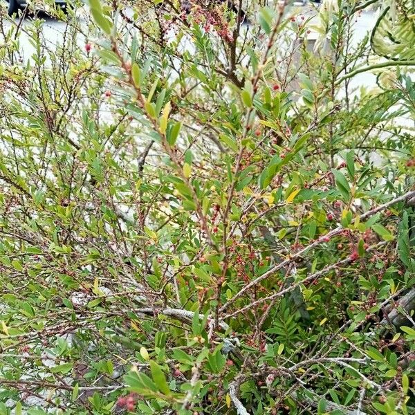 Phyllanthus pulcher Leaf