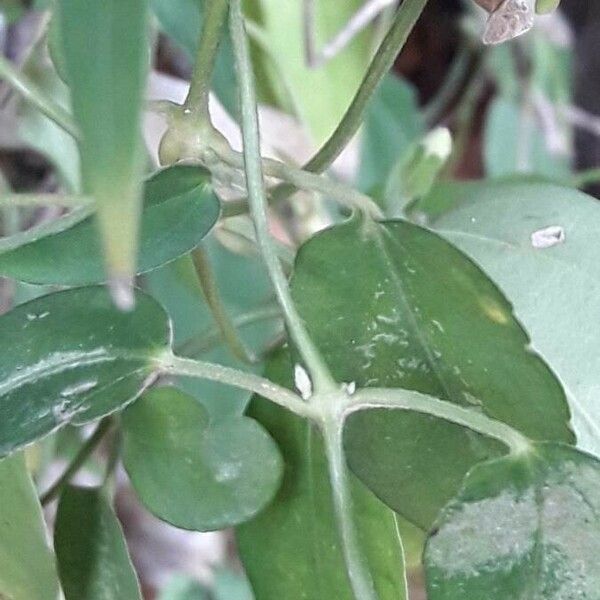 Thunbergia fragrans Bark