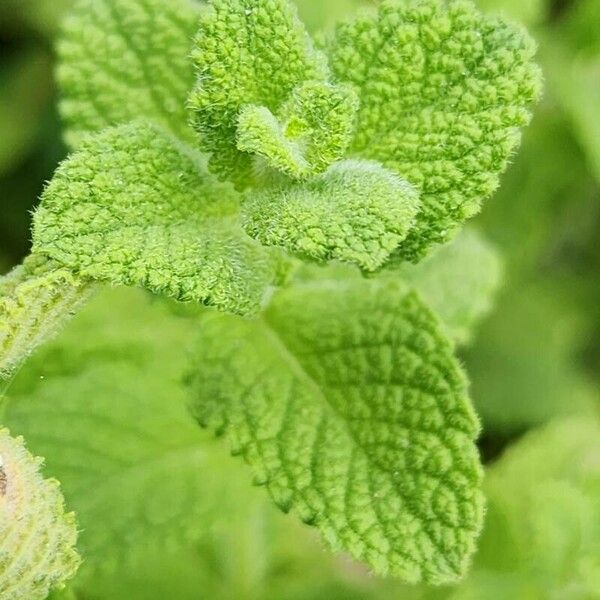 Mentha × rotundifolia Blad