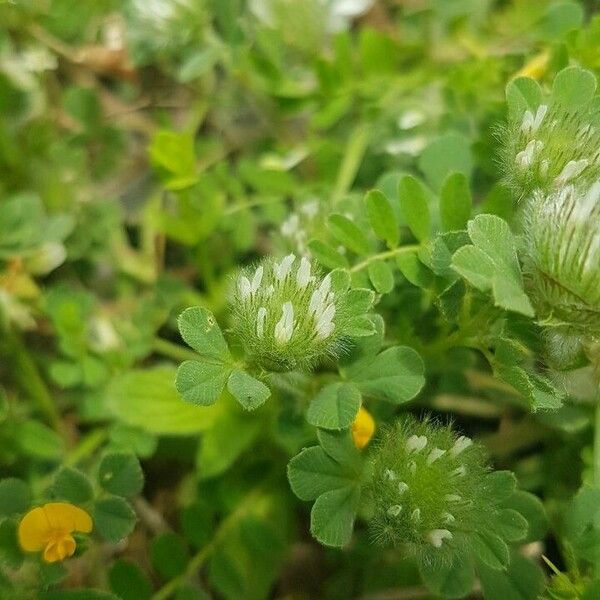 Trifolium cherleri Fiore