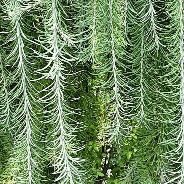 Larix kaempferi Foglia