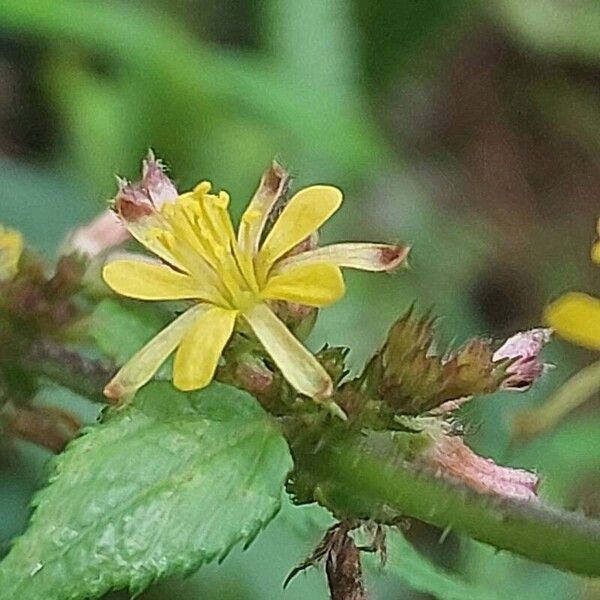 Triumfetta rhomboidea Flor