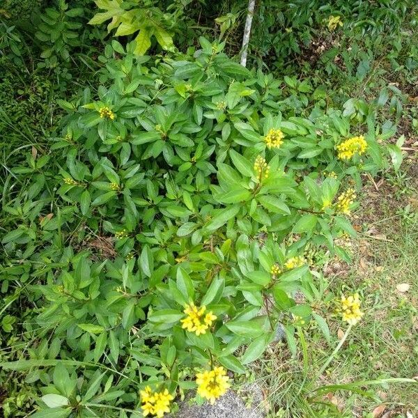 Galphimia glauca Habit