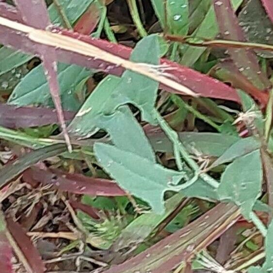 Vulpia bromoides Leaf