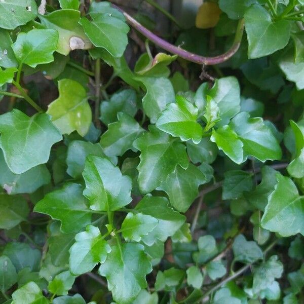 Senecio angulatus Leaf