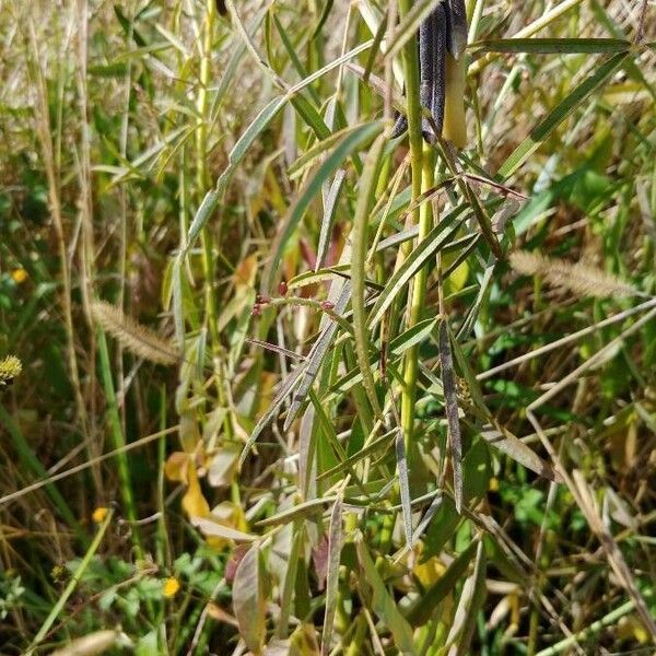 Crotalaria lanceolata पत्ता