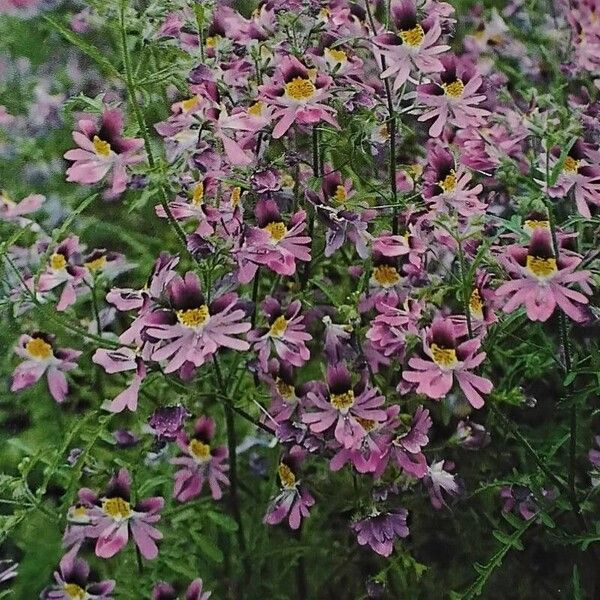 Schizanthus pinnatus Hàbitat