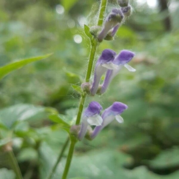 Scutellaria altissima Flower