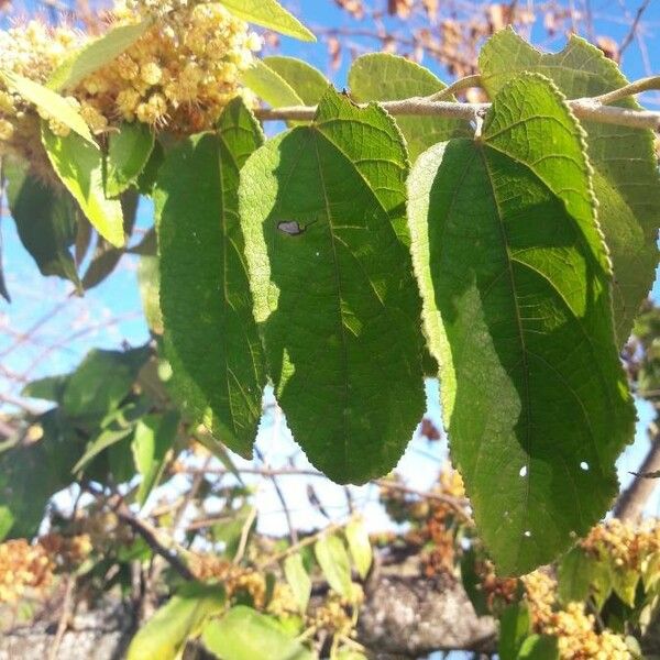 Guazuma ulmifolia Листок