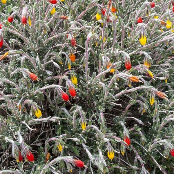 Onosma frutescens 花